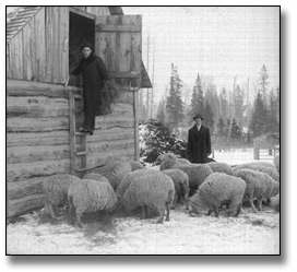 Photo: Getting hay for the sheep, [190-]