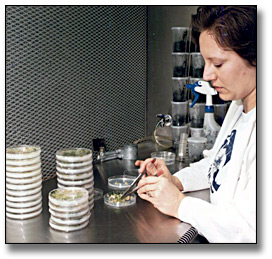 Photographie : Lab technician working on plant propagation, Crop Science, University of Guelph, March 26, 1986