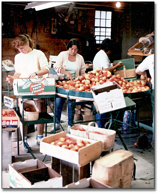 Photo: Women sorting and grading fresh peaches for sale at market, August 19, 1986