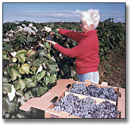 Photo: Woman picking grapes, 1988
