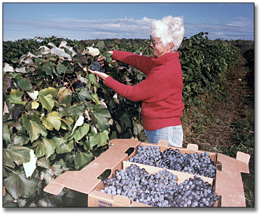 Photo: Woman picking grapes, 1988