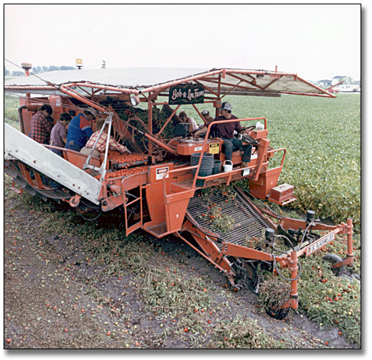 Photographie : Mechanically harvesting tomatoes, Leamington, 10 septembre 1986