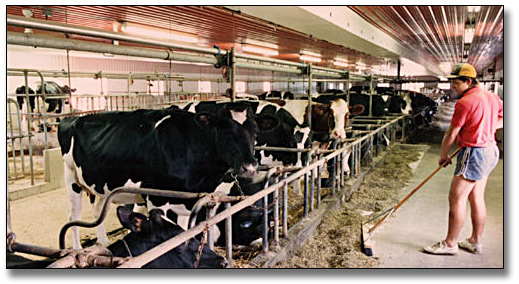 Photo: Dairy farmer working in the barn, Guelph, July 28, 1989