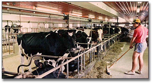 Dairy Cow Barns Plans