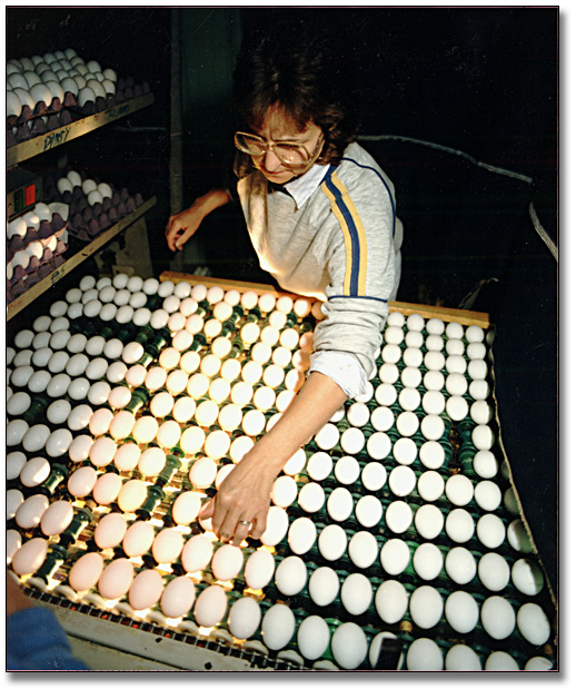 Photo: Woman inspecting eggs, November 8, 1988