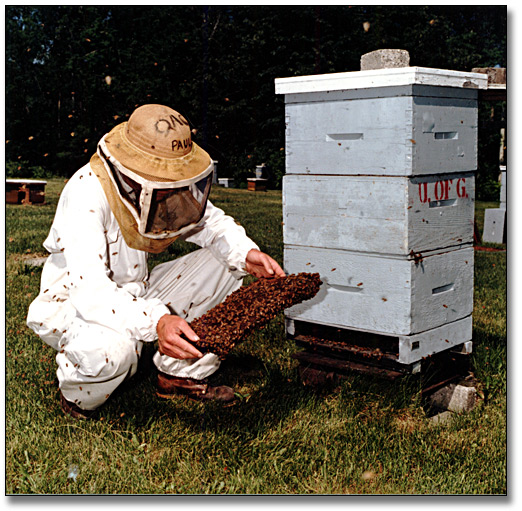 Photo: Man tending to bees in a hive, University of Guelph, June 6, 1988
