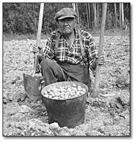 Photo: William Moore of Mattagami Reserve in his potato patch, 1958