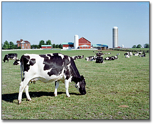 Photo: Cows grazing on a farm, June 22, 1977