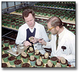 Photo: Research scientists at the University of Guelph working on the potato breeding, 