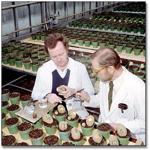 Photo: Research scientists at the University of Guelph working on the potato breeding process, March 15, 1984