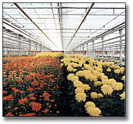 Photo: Flower greenhouse, October 20, 1977