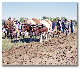 Photo: Oxen ploughing at the International Ploughing Match in Kingston, 1977