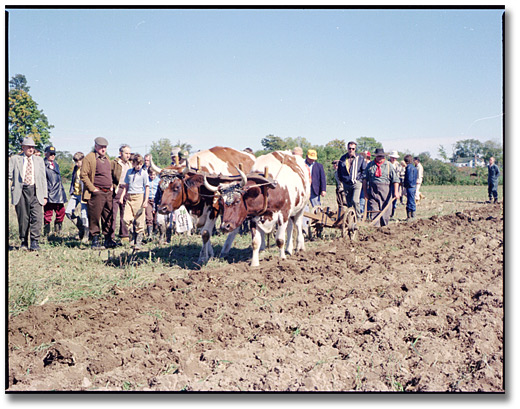 Photo: Oxen ploughing at the International Ploughing Match in Kingston, 1977