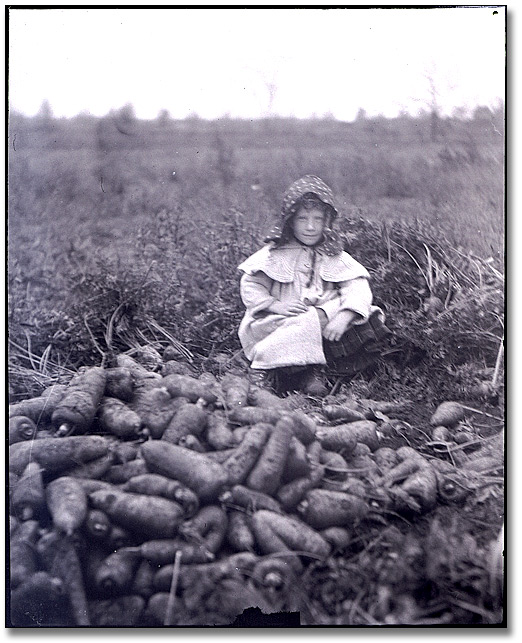 Photo: Girl with carrot harvest, Clarkson, 1910