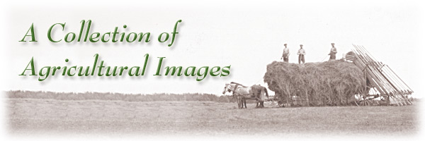 The Archives of Ontario Celebrates Our Agricultural Past: A Collection of Agricultural Images - Page Banner