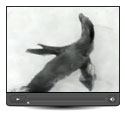 Watch - Saga Of Slippery the Seal Unfolds at London's Storybook Gardens Video, 1958
