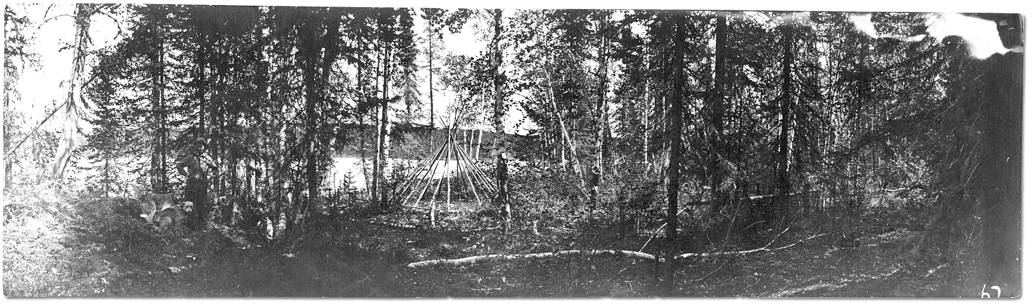 Photo: Young man with dogs beside a tee pee under construction, [ca. 1915]