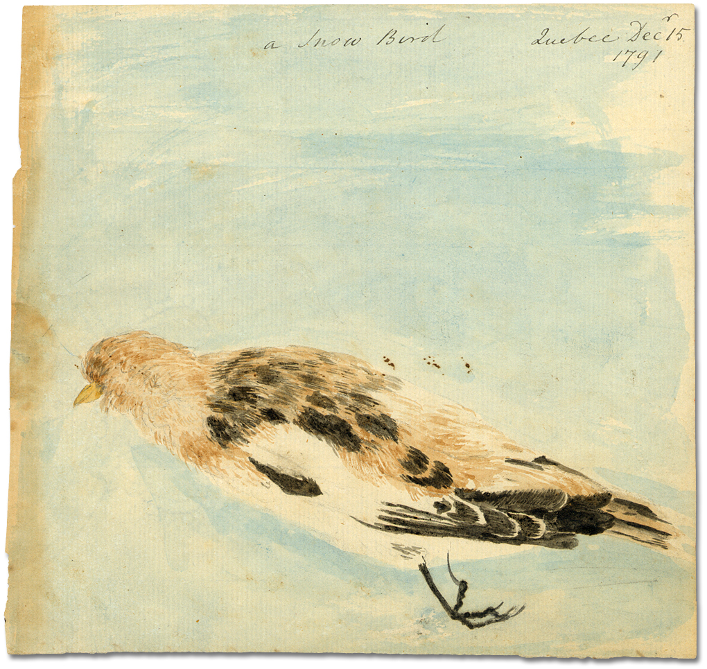 Watercolour: A Snow Bird, Quebec, December 15, 1791