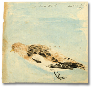 Watercolour: A Snow Bird, Quebec, December 15, 1791 (detail)