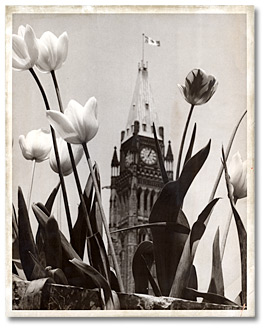Photographie : Tulipes sur la colline du Parlement, Ottawa, avec la Tour de la paix à l'arrière-plan, [vers 1960]