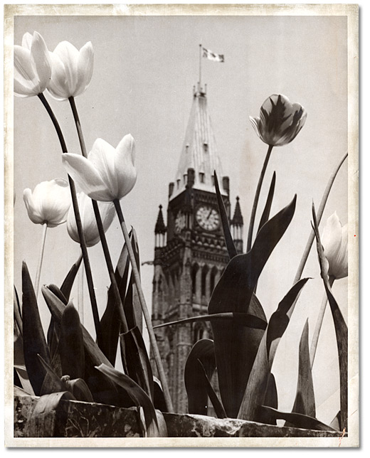Photographie : Tulipes sur la colline du Parlement, Ottawa, avec la Tour de la paix à l'arrière-plan, [vers 1960]