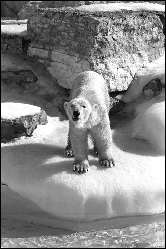 Ours polaire, Zoo du Toronto métropolitain, 11 février 1976