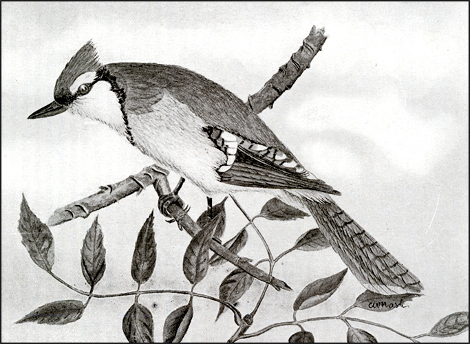 Drawing of blue jay in Charles W. Nash, Birds of Ontario in Relation to Agriculture, 1919 