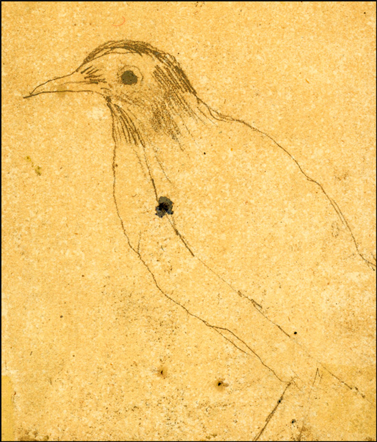 Bird, [ca. 1790s] 