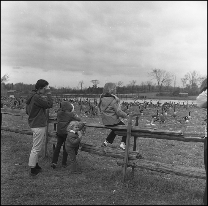 Watching Canada geese feeding at the Upper Canada Migratory Bird Sanctuary, Morrisburg, Ontario, October 22, 1970 