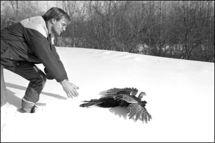 Libération d’un dindon sauvage, région de Trenton, Ontario, 1984