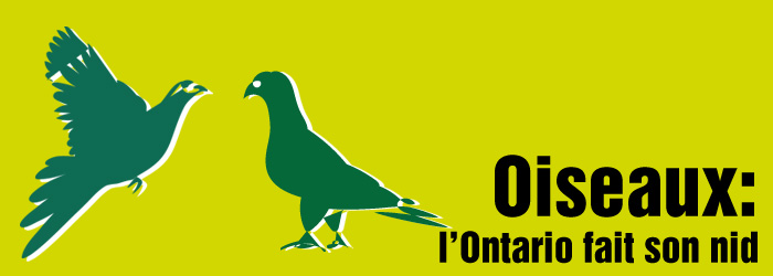 Oiseaux : l’Ontario fait son nid