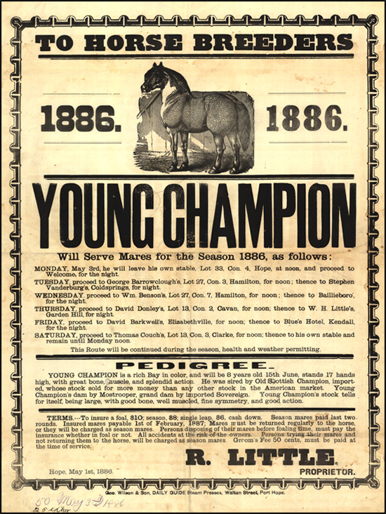 Affiche sur l’élevage d’animaux pour « Young Champion », Port Hope, 1886