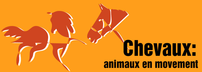 Chevaux : animaux en movement