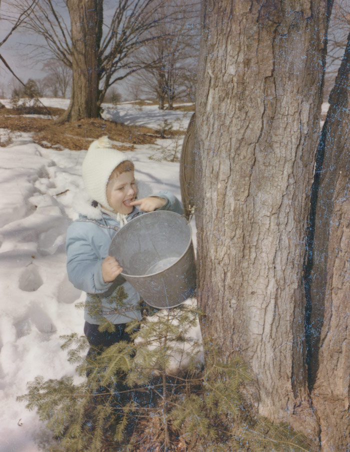 Child tasting maple sap in the maple sugar bush, Bobcaygeon, Ontario
