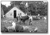 Go to: The Archives of Ontario Celebrates Our Agricultural Past - Sources and Resources