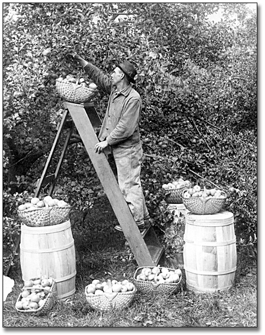 Photographie : Man picking apples in an orchard, 1919