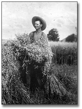 Photographie : William Elsley in field with harvest, [vers 1910]