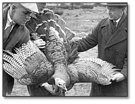 Photo: Under inspection for gobbler approval in Manitoulin, 1926