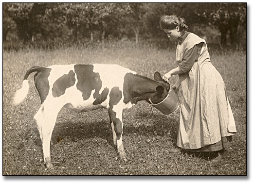 Photographie : Woman feeding a calf, 1910