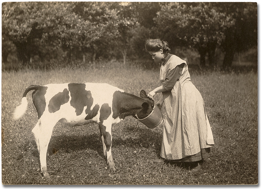 Photographie : Woman feeding a calf, 1910