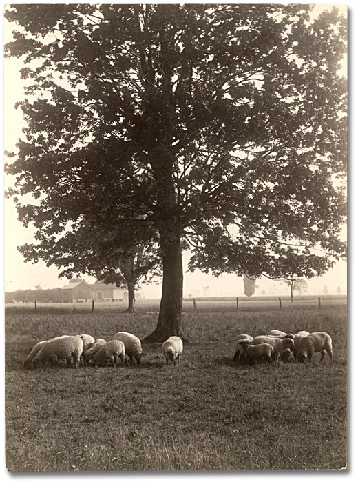 Photo: Sheep grazing, 1919