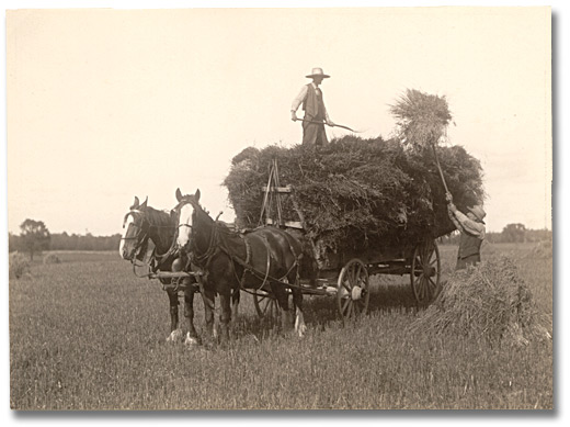 Photo: Haying, 1917