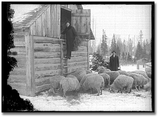 Photo: Getting hay for the sheep, [190-] 