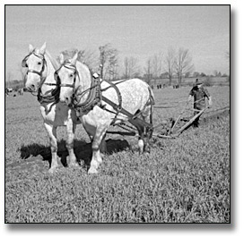 Photo: Man ploughing with horses at the International Ploughing Match, 1941