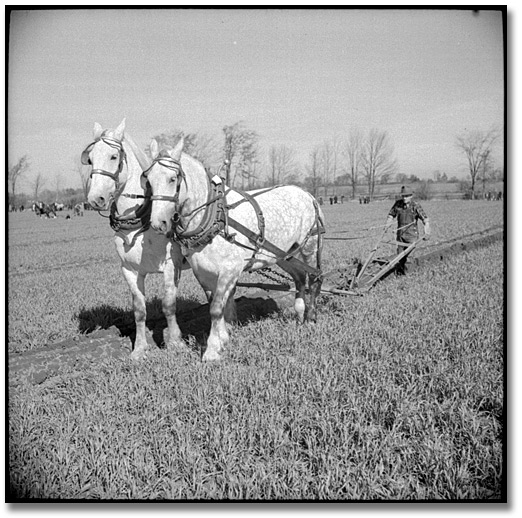 Photo: Man ploughing with horses at the International Ploughing Match, 1941 