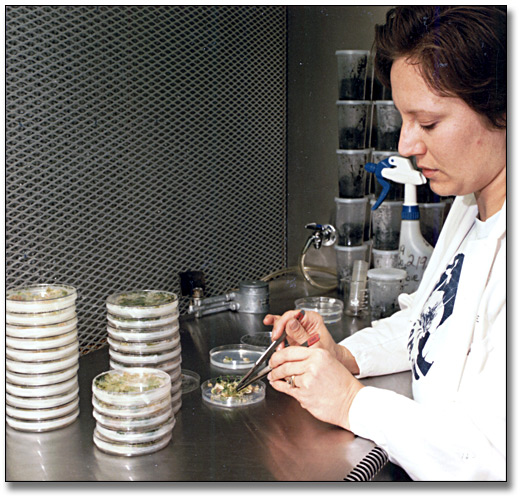 Photo: Lab technician working on plant propagation, Crop Science, University of Guelph, March 26, 1986