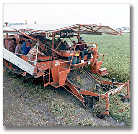 Photo: Mechanically harvesting tomatoes, Leamington, September 10, 1986