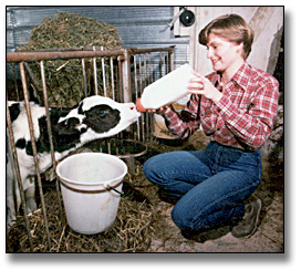 Photo: Woman bottle feeding a newly born calf, Kitchener, March 22, 1983