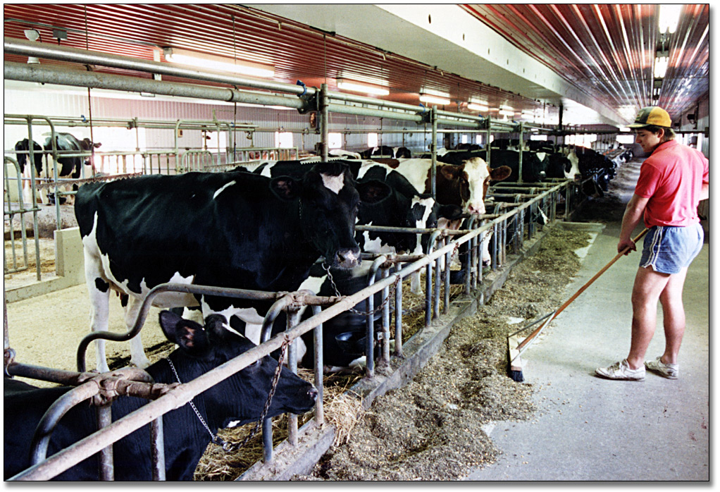 Photo: Dairy farmer working in the barn, Guelph, July 28, 1989