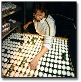 Photo: Woman inspecting eggs, November 8, 1988